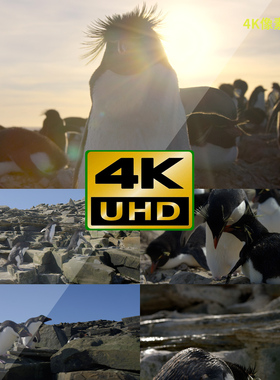294-4K视频素材-企鹅温度美景冬天极地气候气候变化全球游泳礁石