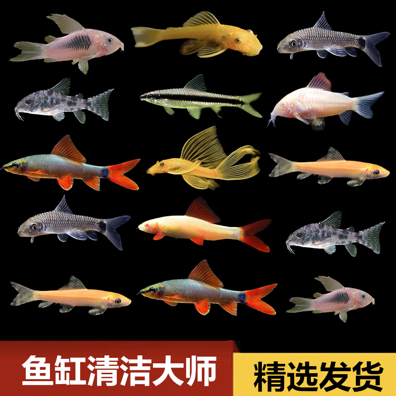金苔鼠老鼠鱼清道夫热带观赏鱼缸活体除藻吃粪便垃圾清洁鱼工具鱼