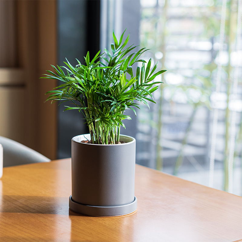 mofacoco好养活袖珍椰子耐阴小盆栽办公室内桌绿植物净化空气礼物