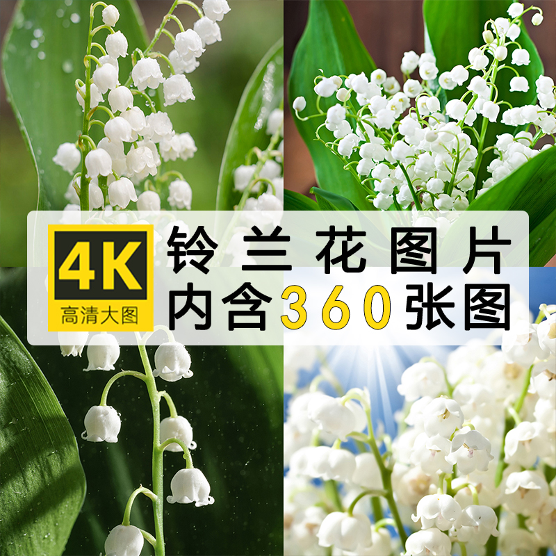 高清图库铃兰花图片白色花卉花朵花草植物唯美清新摄影照片ps素材