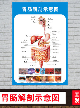 胃肠解剖示意图人体解剖医学挂图人体器官心脏结构图医院宣传海报