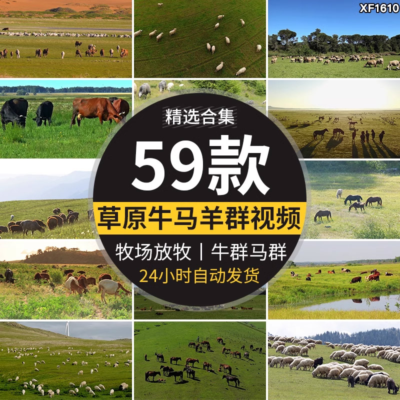 大草原草地绵羊放牧牛马羊群牧场内蒙古民族舞蹈高清实拍视频素材