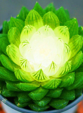 宝莲灯玉露锦彩色多肉植物稀有罕见大颗室内阳台绿植盆栽防辐射花