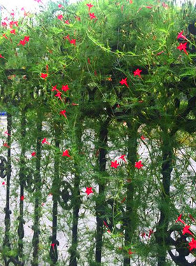 羽叶茑萝种子四季易活的庭院室外花种盆栽春天花草植物五角星花子