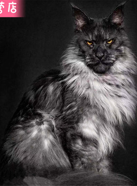 缅因猫纯种巨型挪威森林猫西伯利亚猫纯白纯黑烟灰色俄罗斯缅因猫