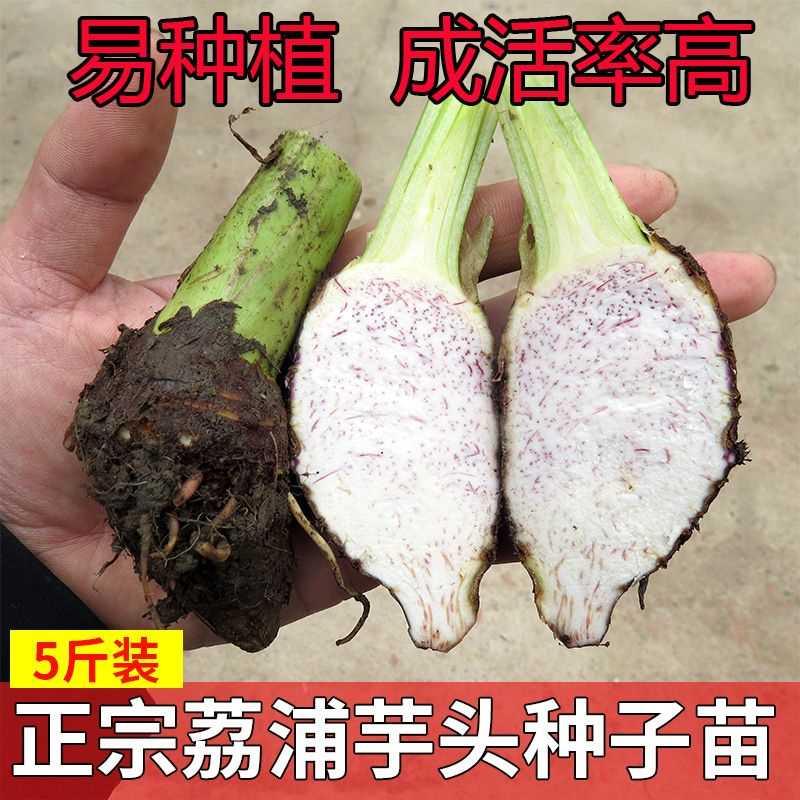 荔浦1/5芋头广西/9斤种植槟榔紫藤香芋栽培蔬菜