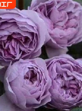 蓝色风暴月季花苗大花浓香紫色花卉植物庭院四季玫瑰盆栽欧月阳台