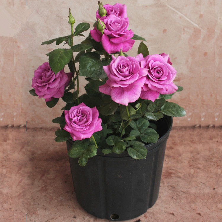 荷兰阳台大花微月系列 冥王星 月季花苗四季开纯紫色玫瑰花卉绿植