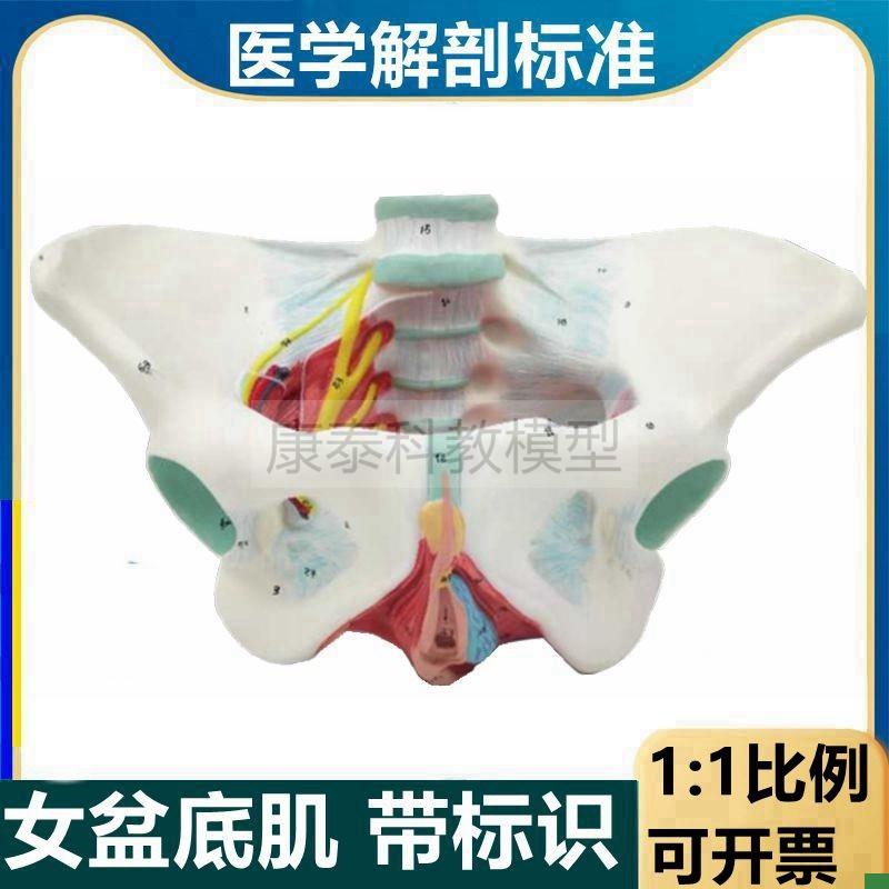 盆底肌模型女性骨盆结构盆腔器官阴道口尿道肛门肌肉产Z后修复月