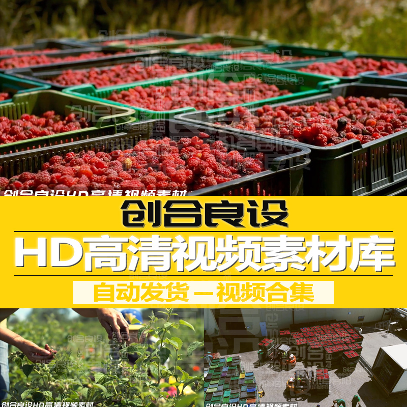 HD高清果园植物园果农采摘覆盆子野草莓树莓工厂加工视频剪辑素材