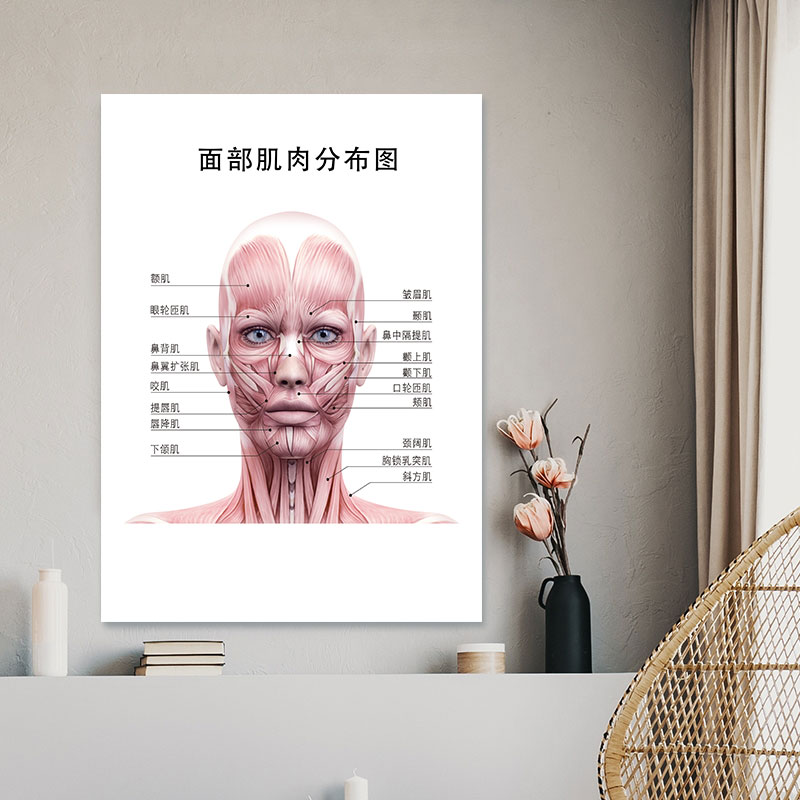 面部肌肉分布图微整形行业参考辅助医美面部神经肌肉分布教学海报