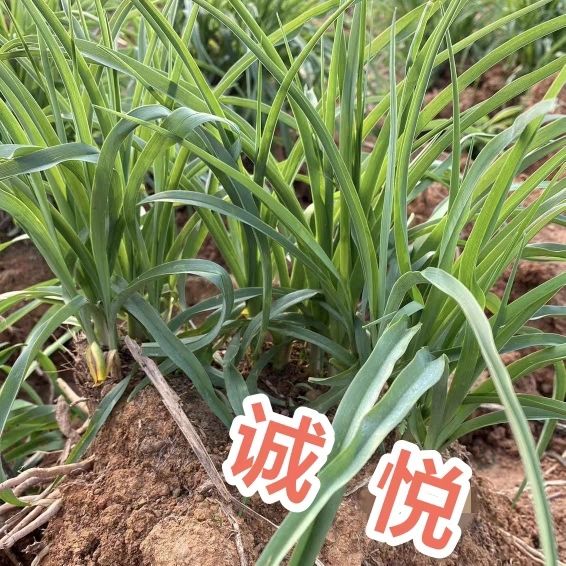祁东早期四月花优质黄花菜种苗种植苗食用金针菜根苗四季可种易种