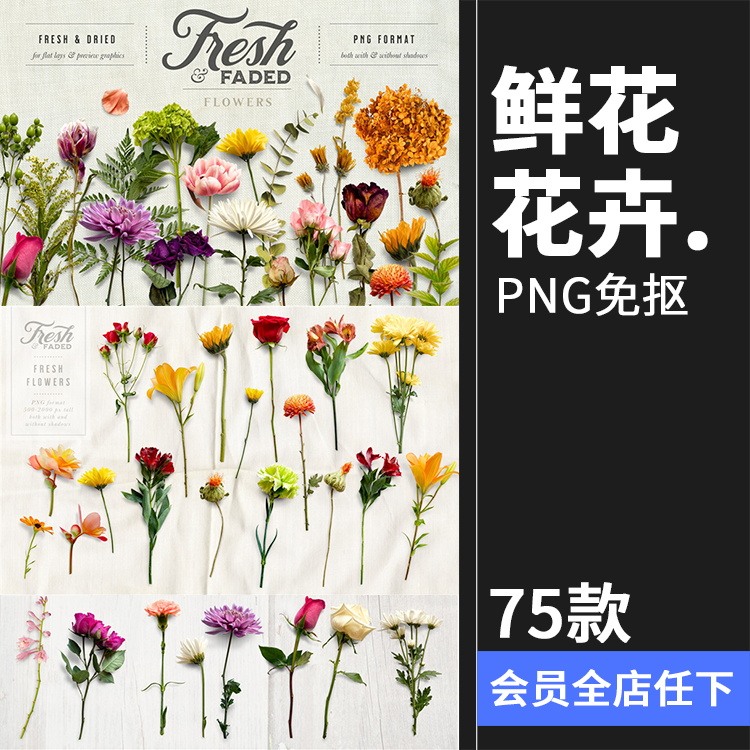 新鲜&干枯鲜花花卉玫瑰植物叶子平躺场景装饰元素PNG免抠插画素材
