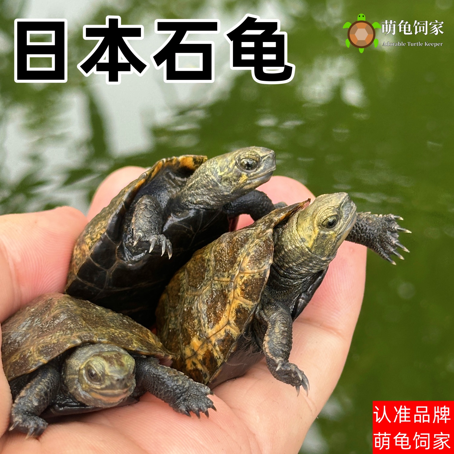 萌龟饲家纯种日本石龟外塘日石龟宠物龟情侣乌龟活物小乌龟活体