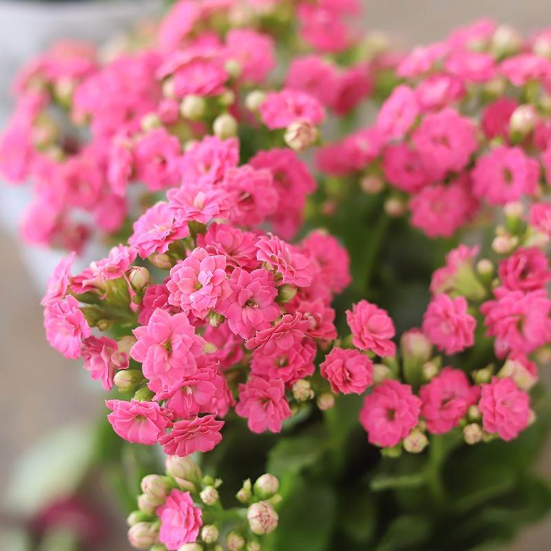 极速适合春天种的花新品大花长寿花各种花卉大全鲜花盆栽室内家养