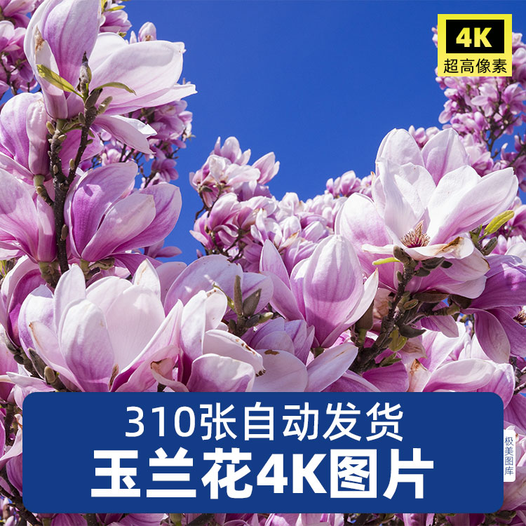 高清4K玉兰花图片粉红白色树花瓣苞花卉植物摄影特写照片JPG素材