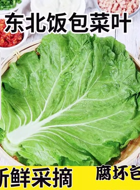 新鲜大白菜叶包饭叶蘸酱菜蔬菜东北饭包白菜叶新鲜现摘