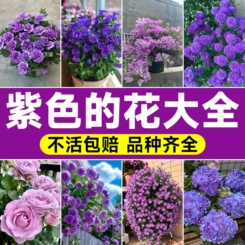 紫色的花大全植物超好养的花阳台盆栽耐寒耐热庭院室外四季开花卉