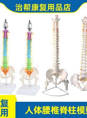 人体彩色长脊柱脊椎带骨盆股骨尾骨脊柱骨骼腰椎颈椎正骨骶骨模型