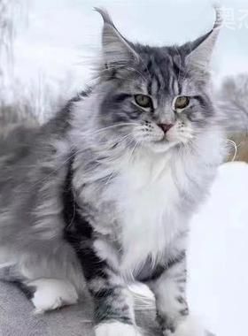 纯种缅因猫幼猫活体俄罗斯血统缅因猫巨型森林猫烟灰棕虎银虎纯白