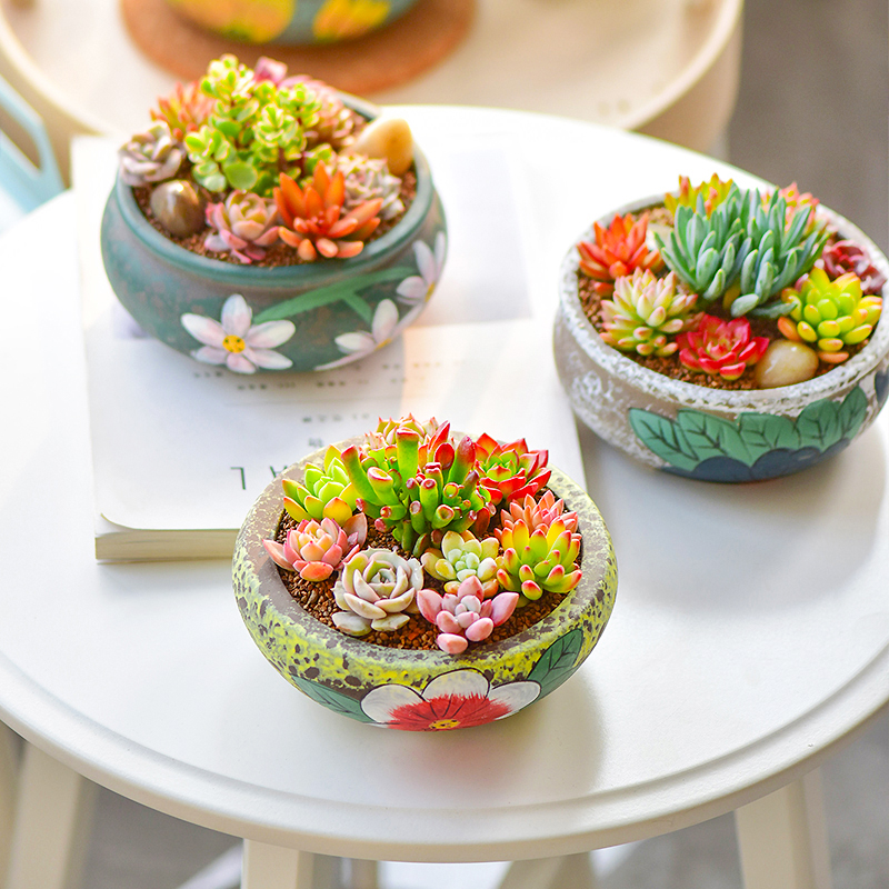 手绘花盆与多肉植物组合陶瓷DIY种植套装盆栽花卉办公室绿植摆件