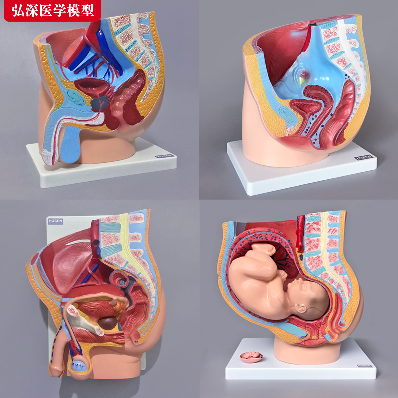 人体生殖系统模型矢状面解剖男女盆腔腹部器官妇产科医学教学模具