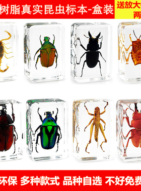幼儿园教学真实透明昆虫动物植物树脂标本 生物制作蝴蝶礼物 真虫