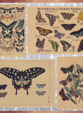 蝴蝶图鉴复古牛皮纸海报欧美怀旧风格手绘动物装饰墙画壁画430