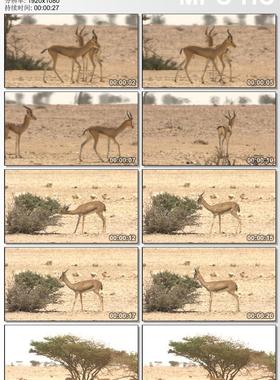 干旱炎热的沙漠阳焰中的小鹿 实拍视频素材
