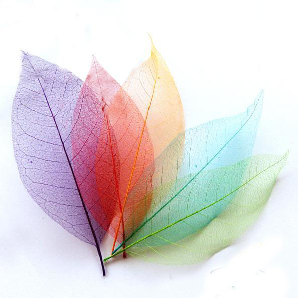 玉兰叶脉真树叶镂空叶子可简单写字绘画彩色树叶子镇树叶儿童作业