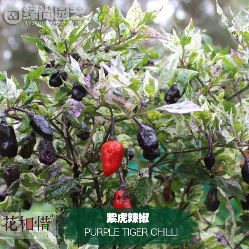 紫虎辣椒种子进口中辣四季播种阳台盆栽蔬菜种籽瓜果黑红辣椒苗