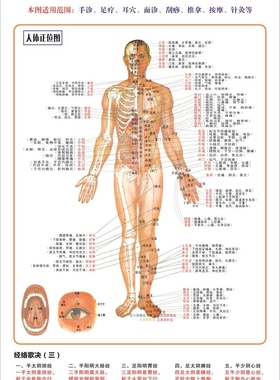 人体肌肉分布解剖图内脏结构图全身器官经络穴位图骨骼示意图挂图