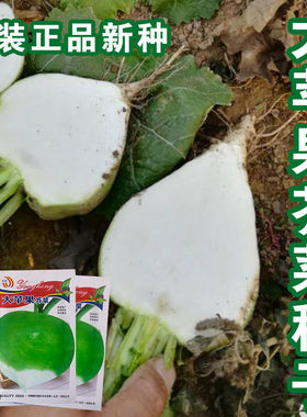 苹果日本大光芥菜 光头芥菜种籽辣疙瘩种子 辣菜嘎达咸菜高产易种