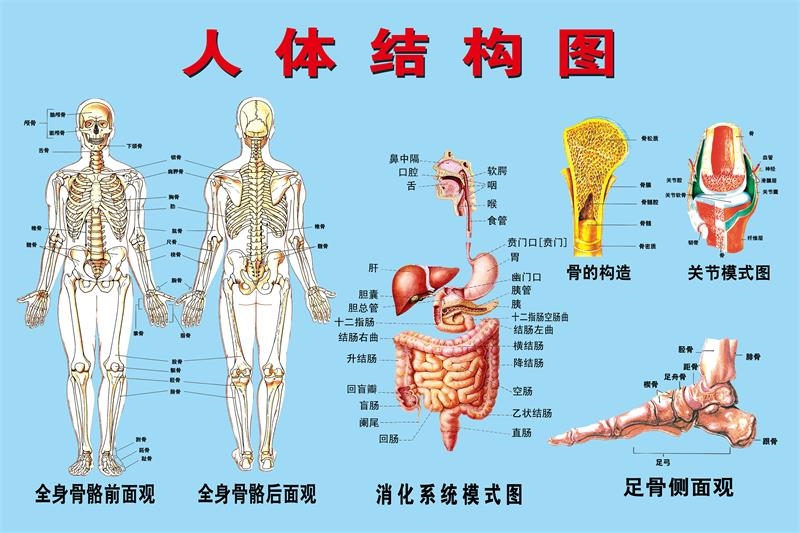 人体解剖图结构示意图彩色学骨骼肌肉器官血管血液结构图医院海报