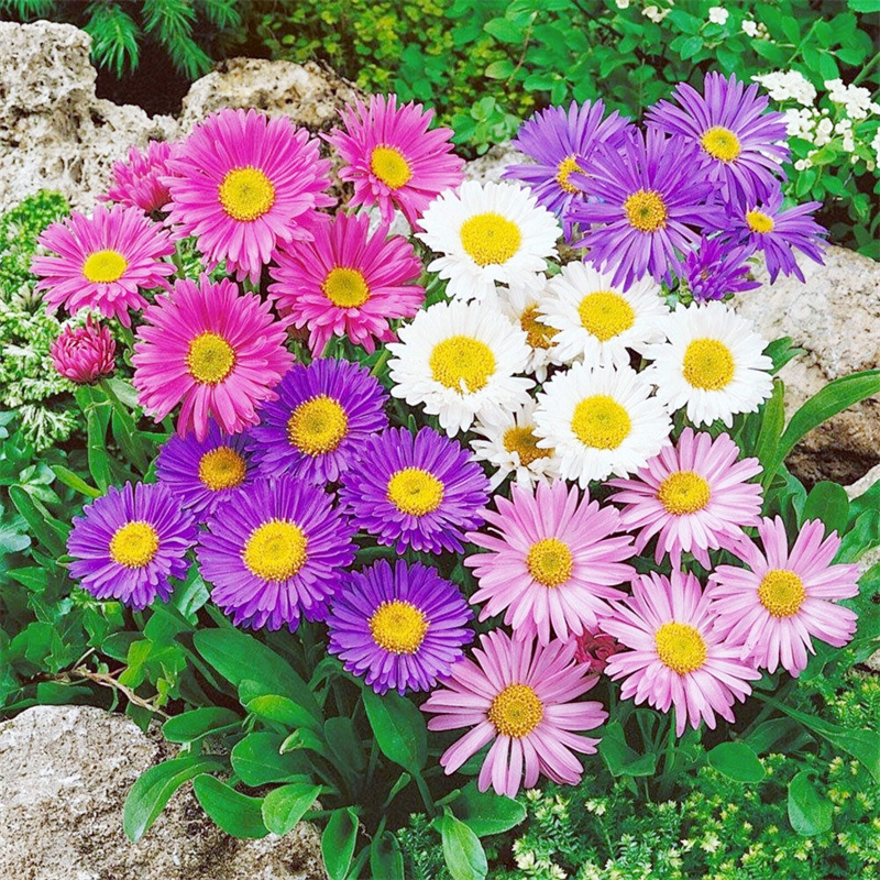 多年生宿根花卉种一次每年开耐寒荷兰菊花籽紫苑种子庭院花园小区
