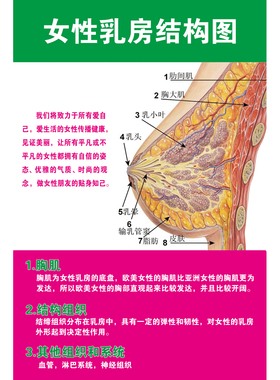 女性乳房胸部乳腺结构示意图医学宣传挂图人体器官医院布置海报