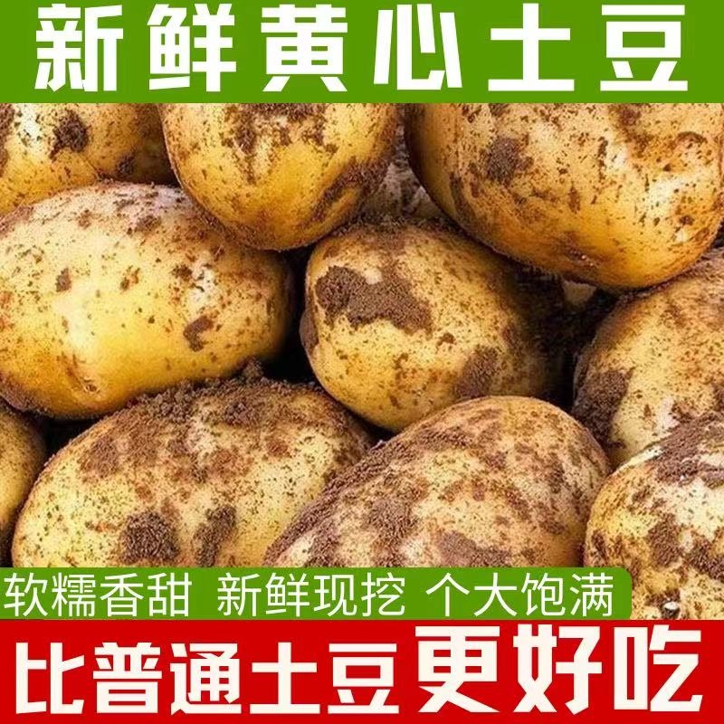 8超划算大土豆马铃薯大洋芋新鲜蔬菜黄皮黄心1/3/5斤产地直发现挖