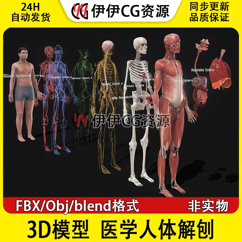3D模型FBX医用人体解刨blend骨骼神经系统经脉淋巴心血管PBR血管