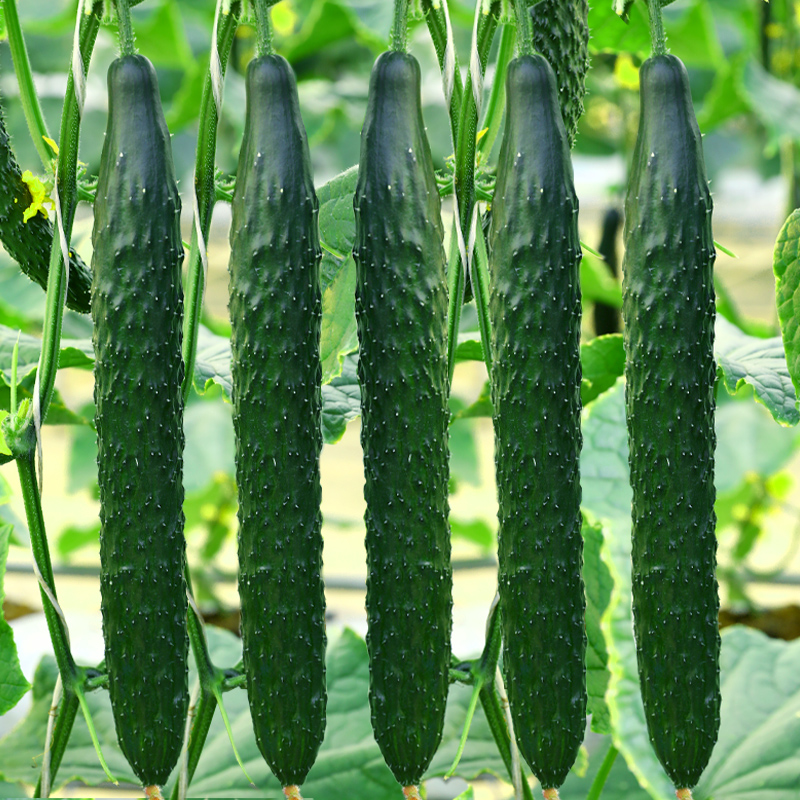 荷兰引进富阳二号F1黄瓜种子种籽春秋四季青瓜种植高产耐热蔬菜孑