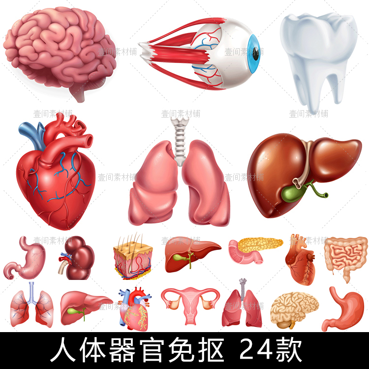 QT09人体器官特写心脏胃牙齿大脑肝大肠高清免抠PNG图片矢量素材