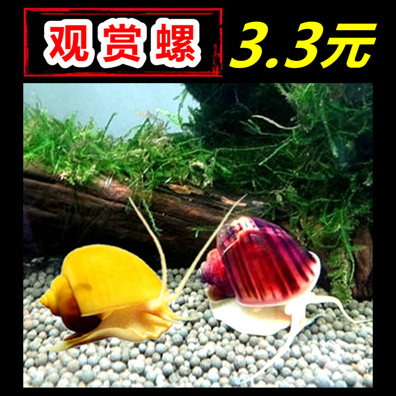 黄金螺吃鱼屎粪便除藻观赏螺淡水海螺蜗牛神秘螺青苔清洁净化水质