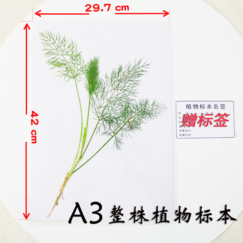 A3尺寸大小中草药农作物蔬菜植物分类整株标本带根茎叶塑封