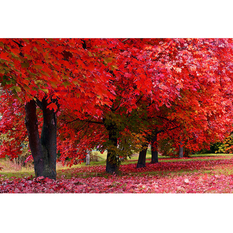 枫树林客厅卧室背景墙装饰画红叶秋天景色自然风景画客厅壁画自粘