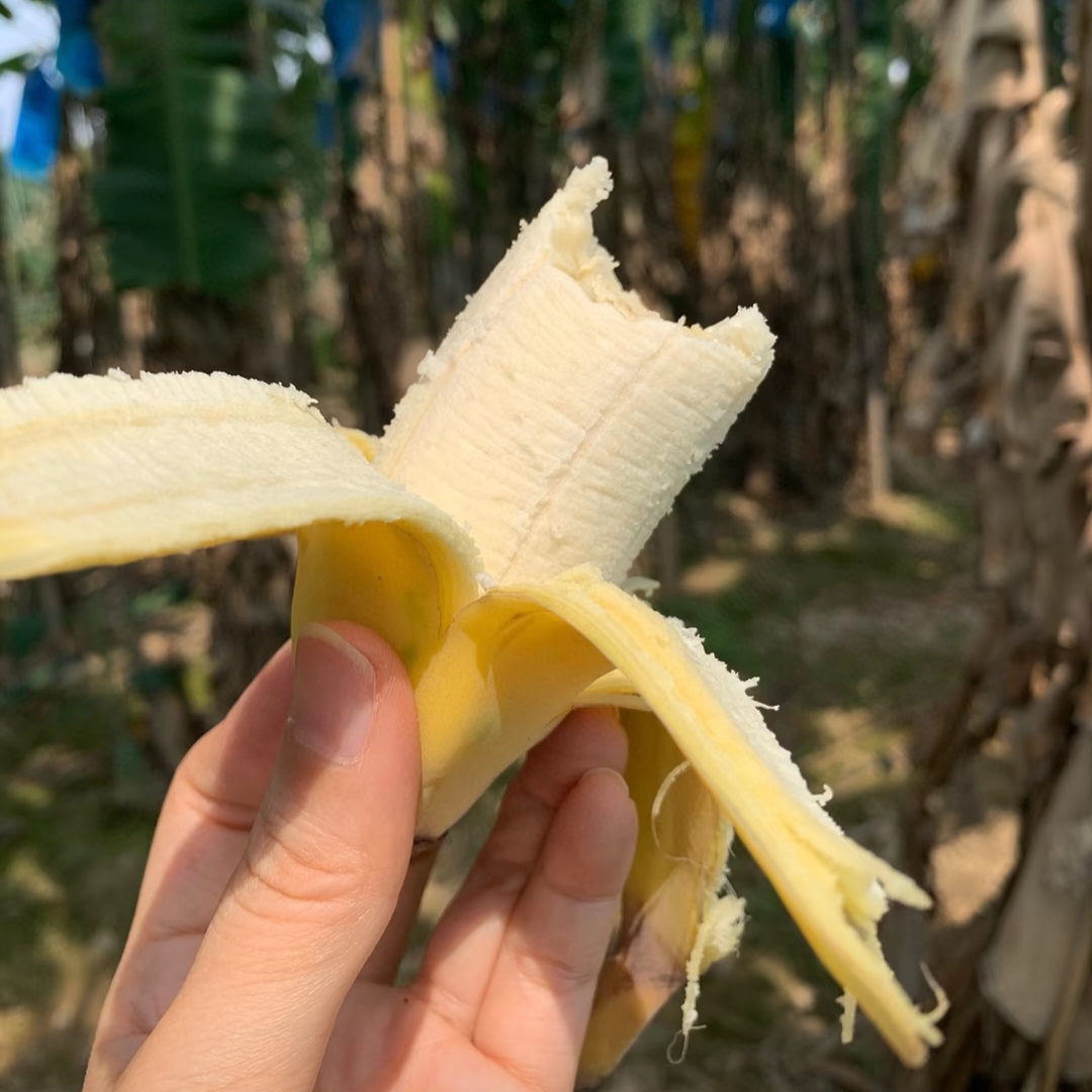 高山小米蕉云南山地野芭蕉孕妇老品种当季水果无催熟甜糯可口9斤