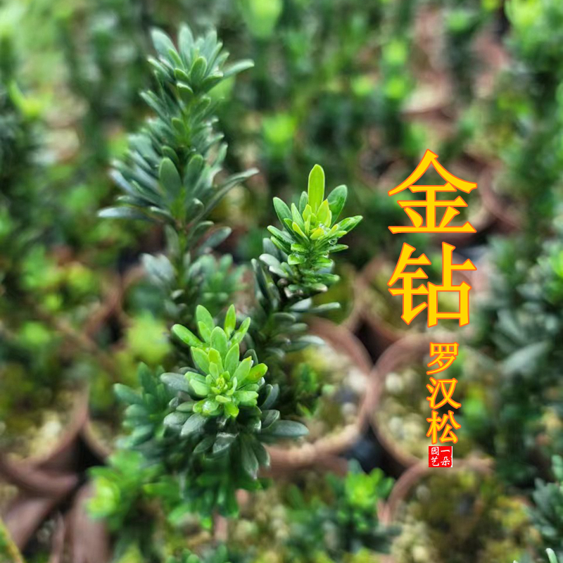 台湾金钻罗汉松原盆发货包邮四季常青好寓意名贵绿植