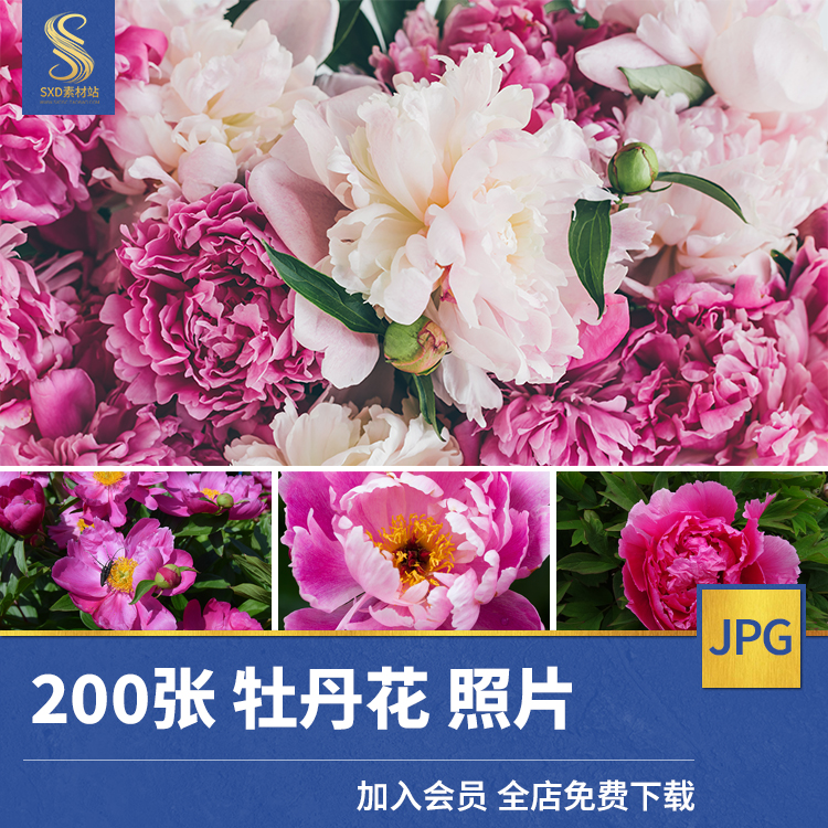高清JPG素材牡丹花图片花开富贵国花红粉白色花卉植物特写摄影照