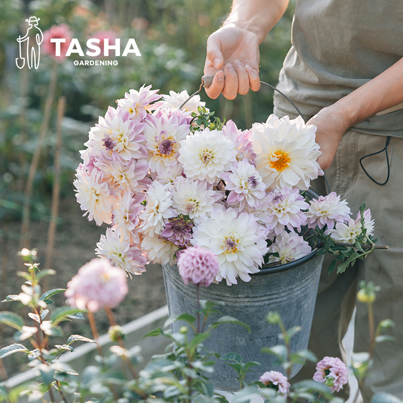 塔莎的花园 大丽花种球荷兰进口花卉阳台庭院种植多年生球根24新