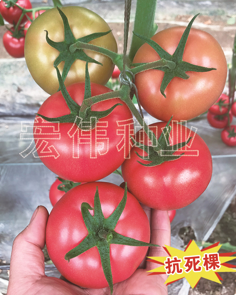宝石捷K12番茄种子西红柿种苗抗叶霉灰叶斑抗ty病毒抗死棵