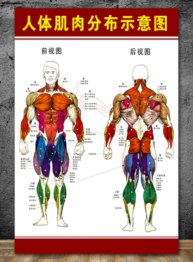 人体肌肉图解 人体肌肉结构解剖大挂图 人体器官解剖图示意图海报