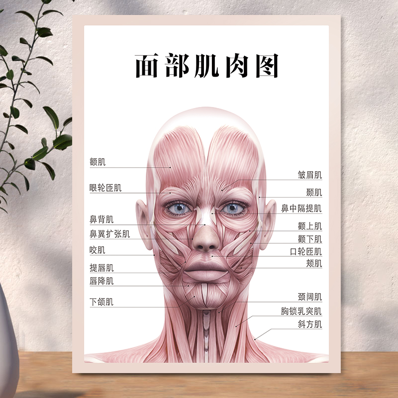 人体面部肌肉图海报骨骼结构挂图广告纸解剖示意图全身器官穴位图